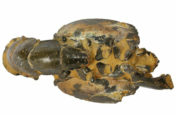 Fossil Mud Lobster (Thalassina) - Australia #109302